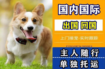 营口市宠物托运公司营口市宠物托运公司营口市宠物托运公司